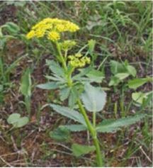 Wild Parsnip - Mature Plant